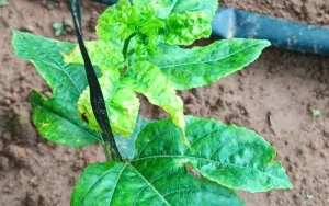 Lá Chanh Dây Cháy Mép: Thiếu Kali Hay Bệnh?
