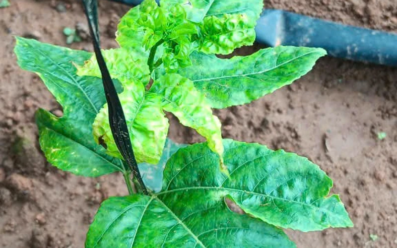 Lá Chanh Dây Cháy Mép: Thiếu Kali Hay Bệnh?