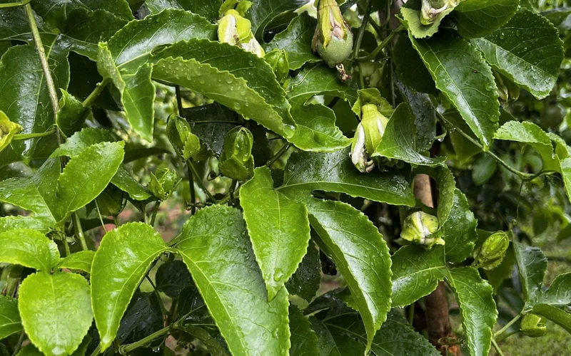 Lá Chanh Dây Rụng Hàng Loạt Phải Làm Sao
