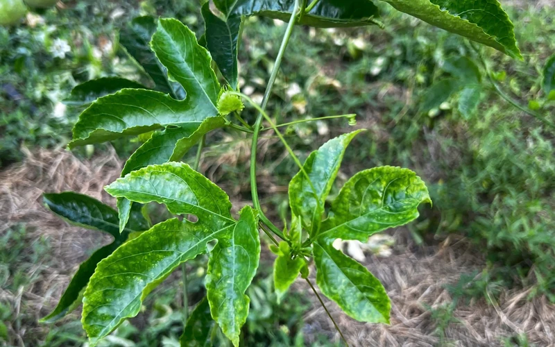 Lá chanh dây có đốm và rụng cần phân biệt bệnh thán thư với các bệnh lá khác