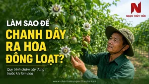 Làm Sao Để Chanh Dây Ra Hoa Đồng Loạt? Quy Trình Chăm Cây Đúng Trước Khi Làm Hoa