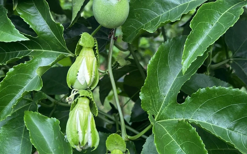 Làm Sao Để Chanh Dây Ra Hoa Đồng Loạt? Quy Trình Chăm Cây Đúng Trước Khi Làm Hoa