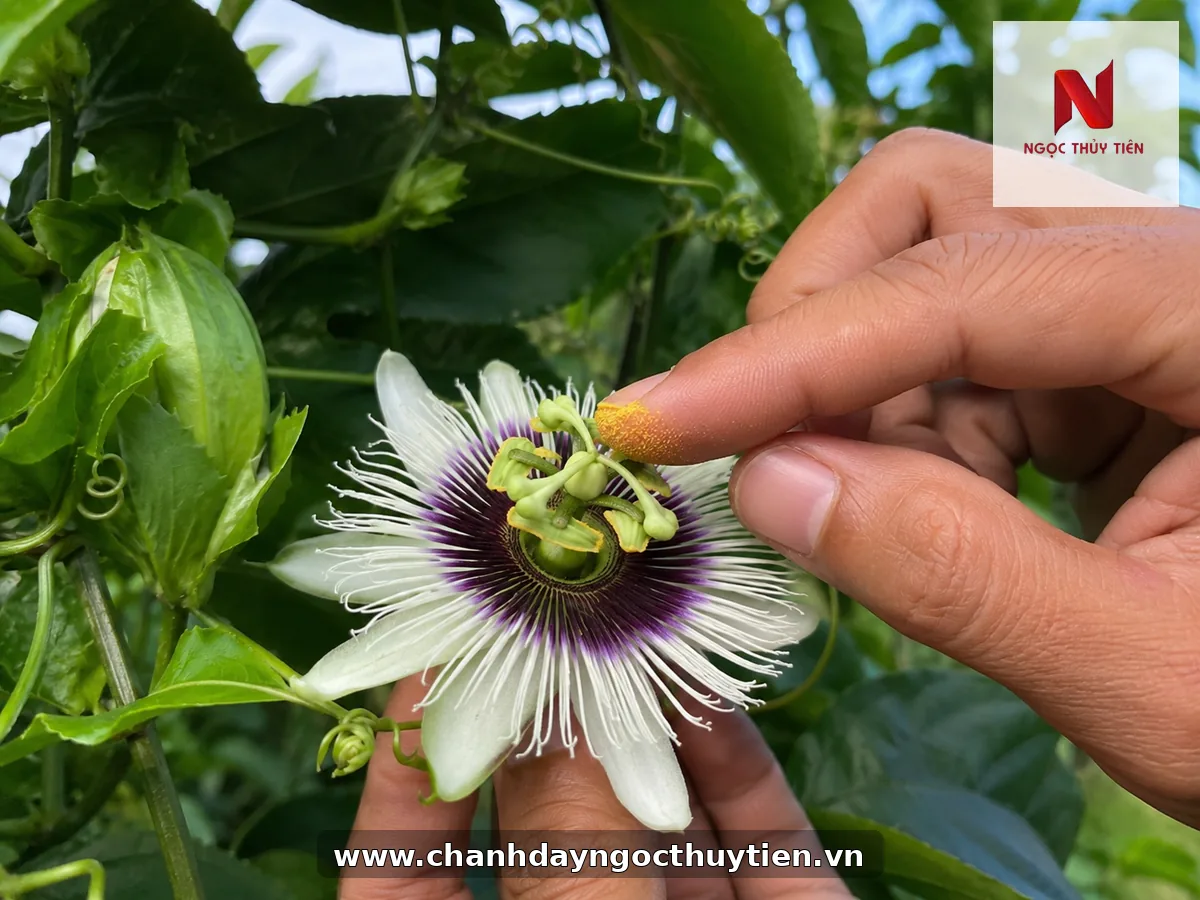 Dùng ngón tay sạch lấy phấn hoa chanh dây để thụ phấn thủ công