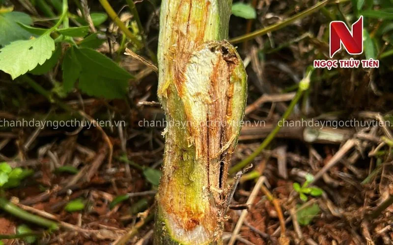 Lở cổ rễ chanh dây sau ngập úng làm cây suy yếu và tăng nguy cơ bệnh trong mùa mưa