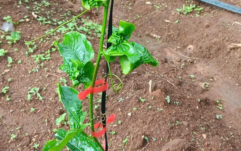 Nặng Phân Trên Chanh Dây: Dấu Hiệu Nhận Biết, Nguyên Nhân Và Cách Khắc Phục