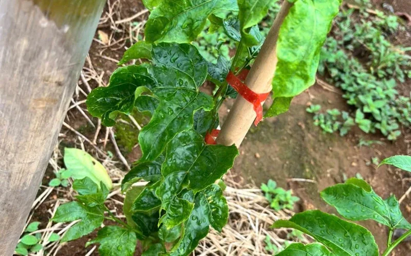 Lá chanh dây xoăn và phát triển bất thường sau khi cây bị nặng phân