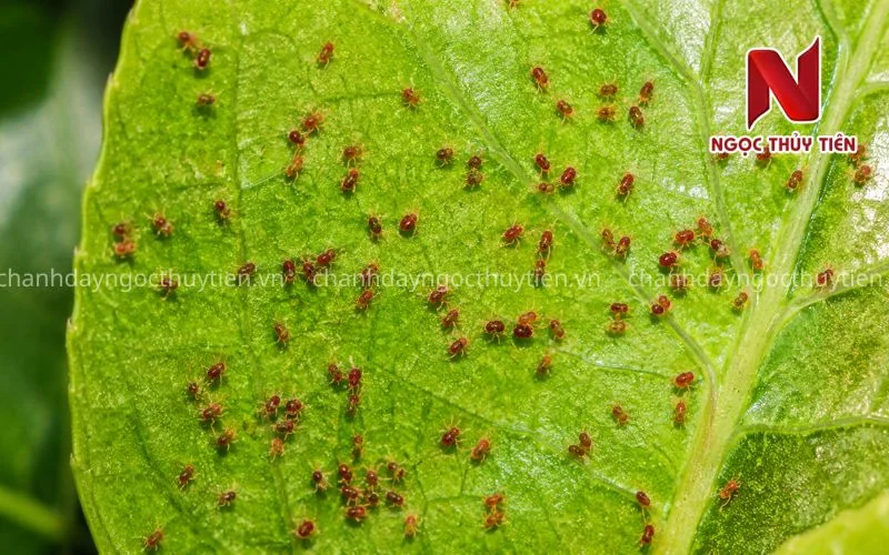 Nhện đỏ hại chanh dây tập trung ở mặt dưới lá làm lá vàng bạc và suy cây