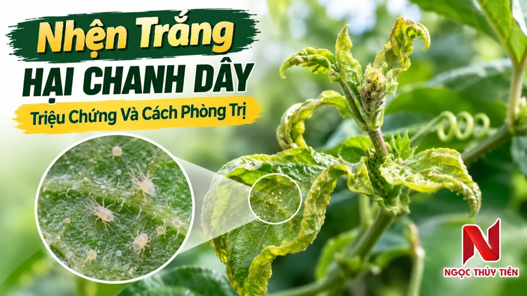 Nhện Trắng Hại Chanh Dây: Triệu Chứng Và Cách Phòng Trị