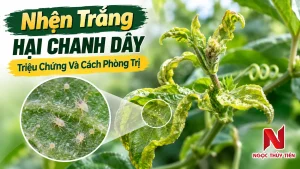 Nhện Trắng Hại Chanh Dây: Triệu Chứng Và Cách Phòng Trị
