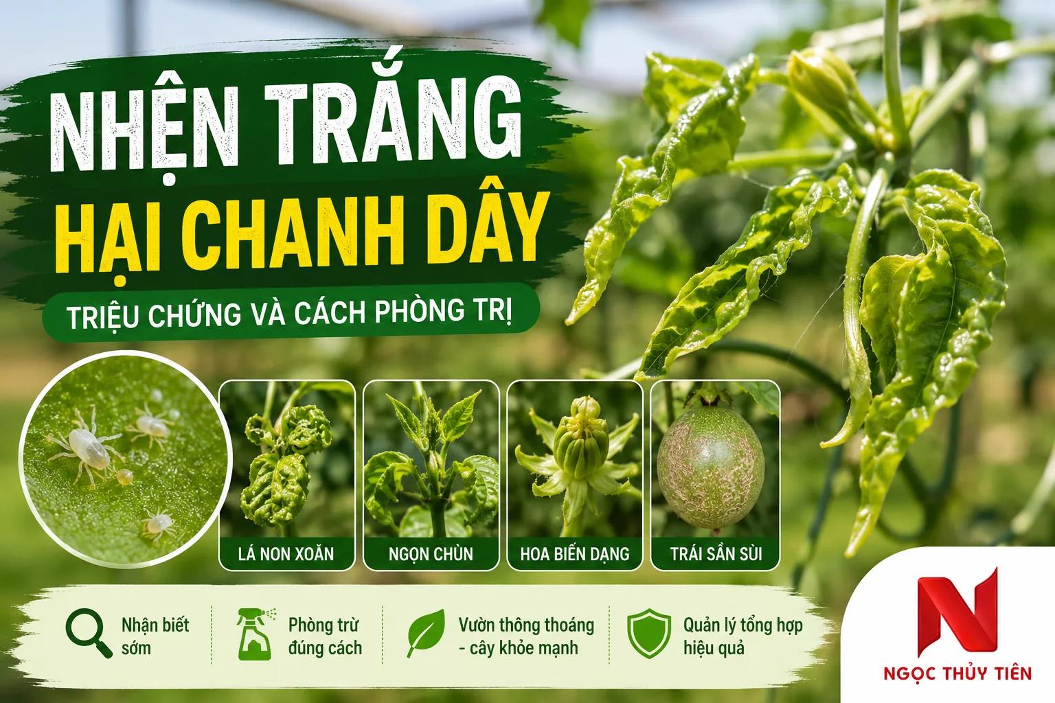 Nhện Trắng Hại Chanh Dây: Triệu Chứng Và Cách Phòng Trị