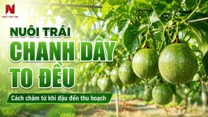 Nuôi Trái Chanh Dây To Đều Từ Khi Đậu Đến Thu Hoạch