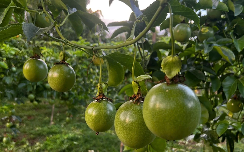 Chùm trái chanh dây đang phát triển trên giàn