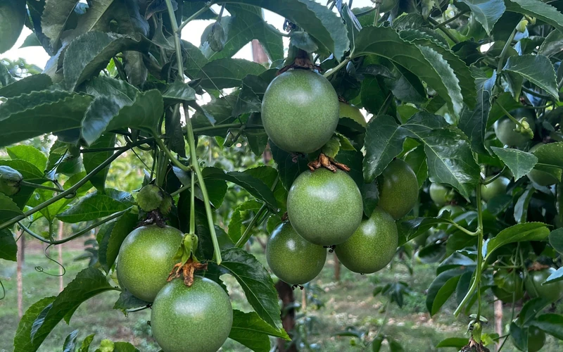Trái chanh dây phát triển đồng đều gần giai đoạn thu hoạch