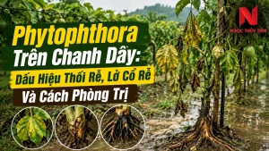 Phytophthora Trên Chanh Dây: Dấu Hiệu Thối Rễ, Lở Cổ Rễ Và Cách Phòng Trị
