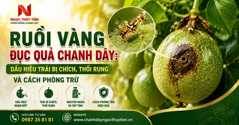 Ruồi Vàng Đục Quả Chanh Dây: Dấu Hiệu Trái Bị Chích, Thối Rụng Và Cách Phòng Trừ