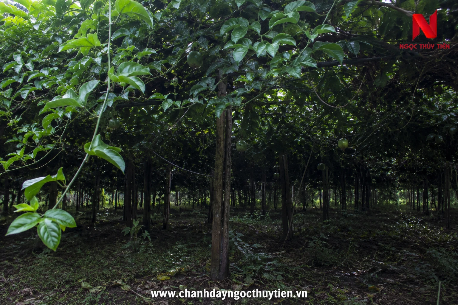 Tán chanh dây quá rậm thiếu ánh sáng làm hoa ra không đồng đều