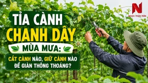 tia canh chanh day mua mua cat canh nao giu canh nao de gian thong thoang