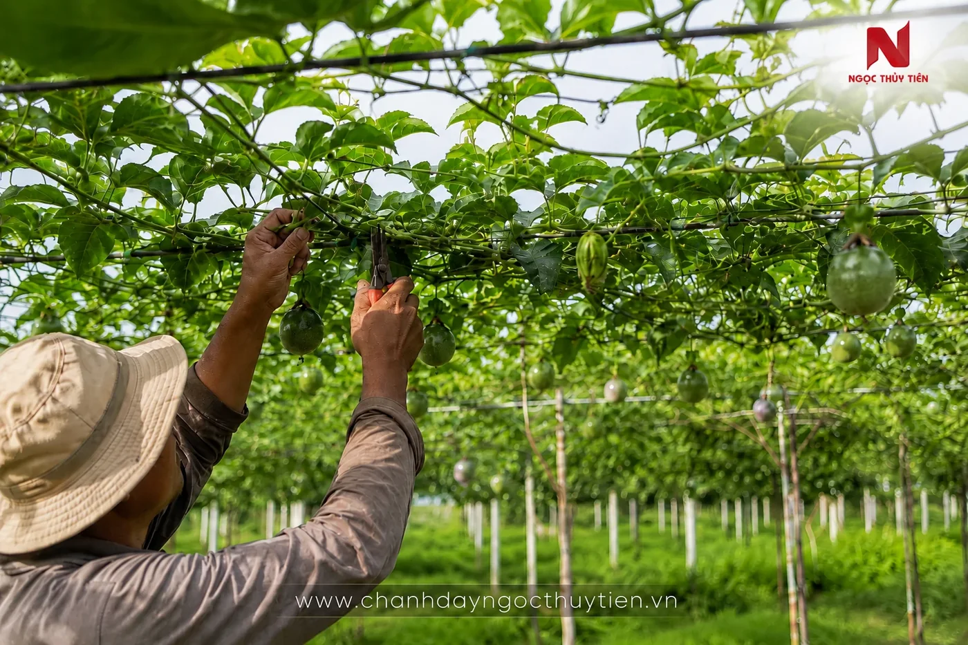 Tỉa tán chanh dây mùa mưa giúp giàn thông thoáng và hạn chế bệnh thán thư