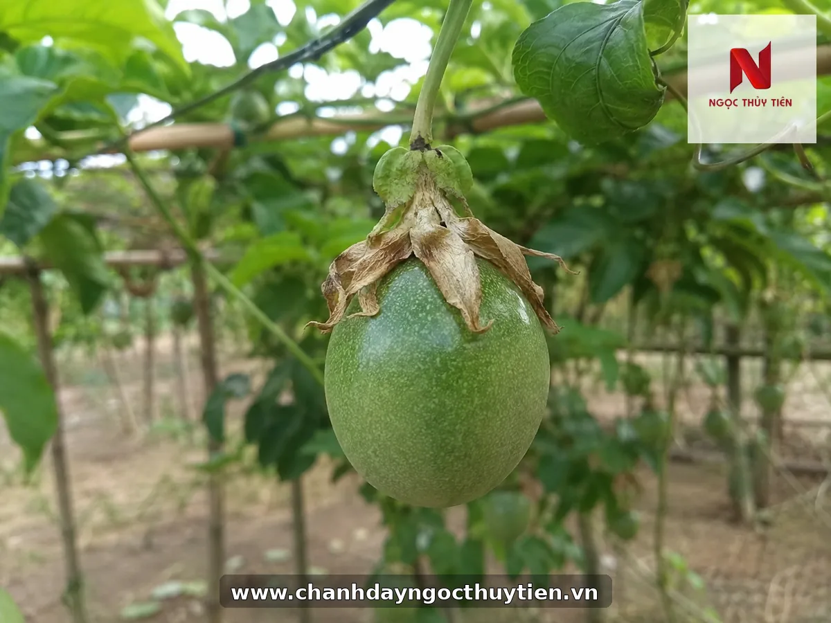 Trái chanh dây non phát triển sau khi hoa được thụ phấn thành công