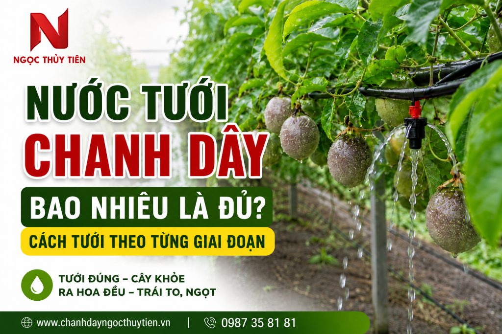 Nước Tưới Chanh Dây Bao Nhiêu Là Đủ? Cách Tưới Theo Từng Giai Đoạn