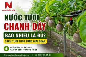 Nước Tưới Chanh Dây Bao Nhiêu Là Đủ? Cách Tưới Theo Từng Giai Đoạn