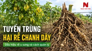 Tuyến trùng hại rễ chanh dây gây u sưng rễ và cách quản lý hiệu quả
