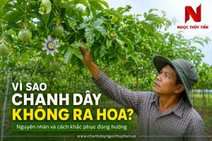 Vì Sao Chanh Dây Không Ra Hoa? Nguyên Nhân Và Cách Khắc Phục Đúng Hướng
