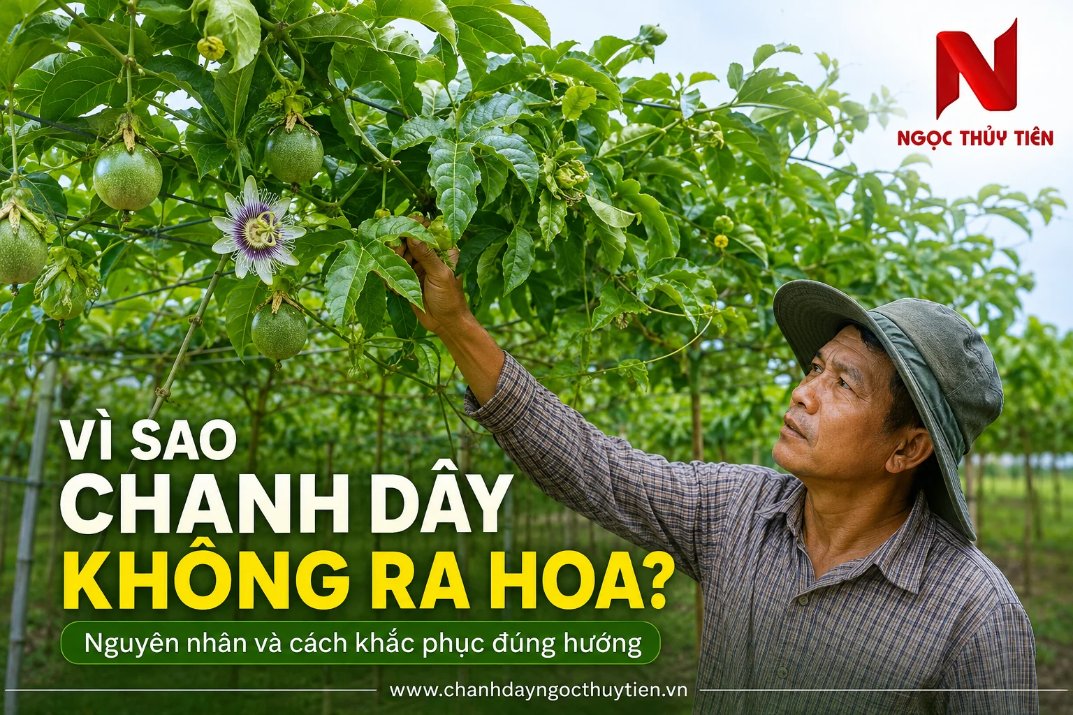Vì sao chanh dây không ra hoa Vì sao chanh dây không ra hoa và cách khắc phục đúng hướng