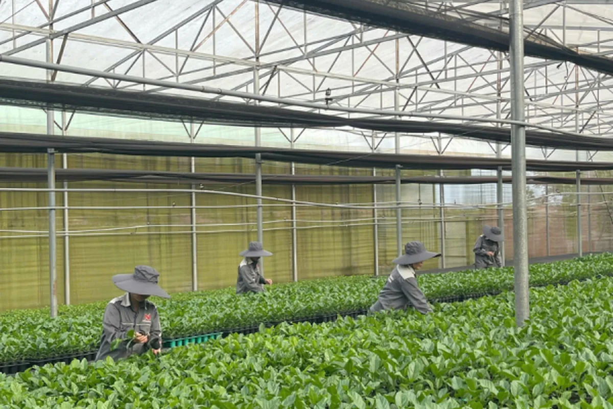 Vườn ươm chanh dây Ngọc Thủy Tiên chăm sóc cây giống khỏe