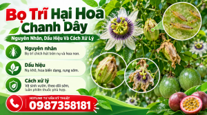 Bọ trĩ xuất hiện bên trong hoa chanh dây