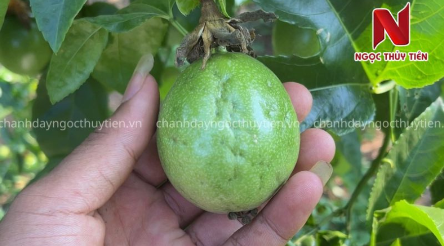 Dấu hiệu bọ trĩ gây hại trên hoa và lá non chanh dây