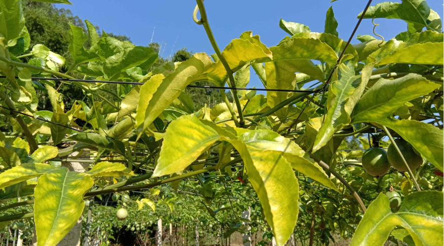 Bón NPK đầy đủ nhưng chanh dây vẫn vàng lá vì sao