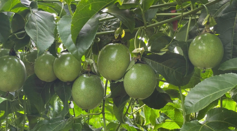 Bón NPK đầy đủ nhưng chanh dây vẫn vàng lá vì sao