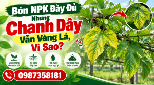 Bón NPK đầy đủ nhưng chanh dây vẫn vàng lá vì sao