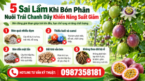 5 sai lầm khi bón phân nuôi trái chanh dây khiến năng suất giảm