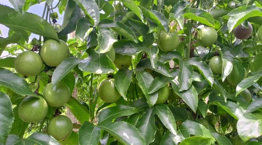 5 sai lầm khi bón phân nuôi trái chanh dây khiến năng suất giảm