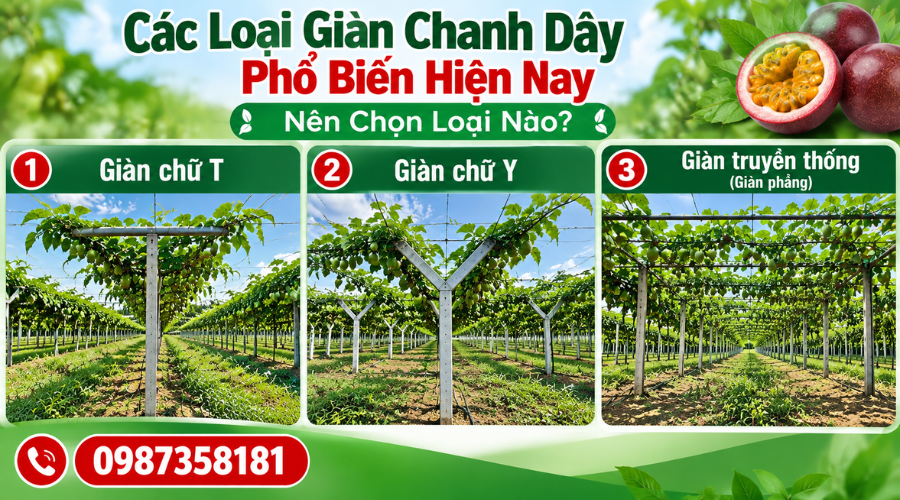 Các loại giàn chanh dây phổ biến hiện nay gồm chữ T chữ Y và truyền thống
