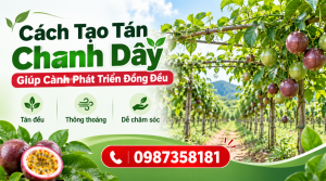 Cách tạo tán chanh dây giúp cành phát triển đồng đều