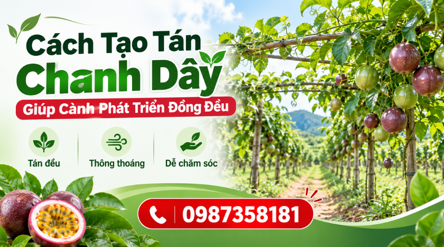 Cách tạo tán chanh dây giúp cành phát triển đồng đều