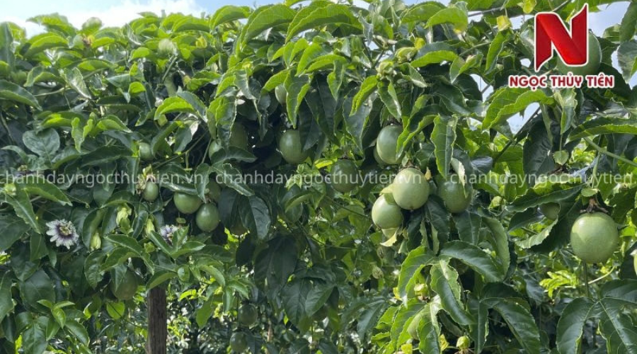 Cách ủ phân chuồng hoai mục đúng kỹ thuật