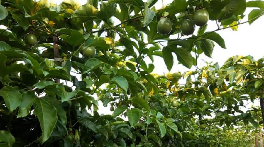 Cách ủ phân chuồng hoai mục đúng kỹ thuật