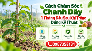 Cách chăm sóc chanh dây 1 tháng đầu sau khi trồng đúng kỹ thuật