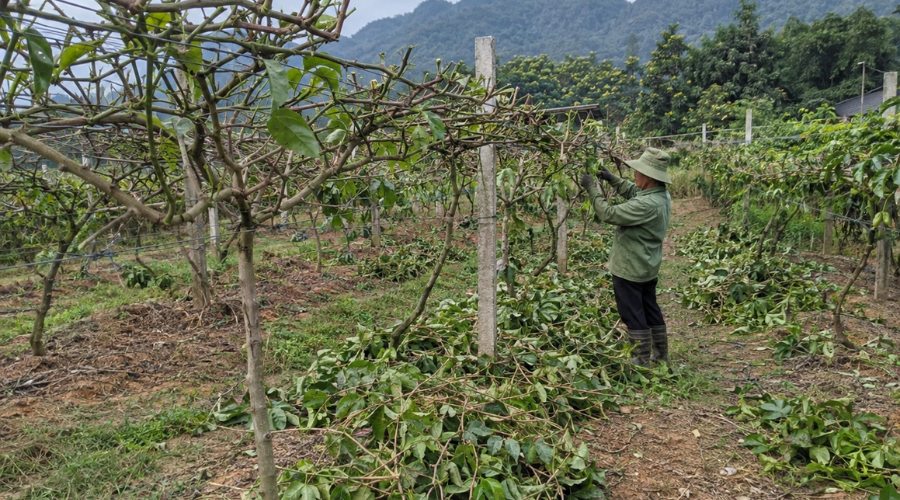 5 bước chăm sóc chanh dây sau thu hoạch giúp cây phục hồi