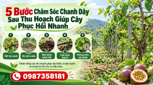 5 bước chăm sóc chanh dây sau thu hoạch giúp cây phục hồi