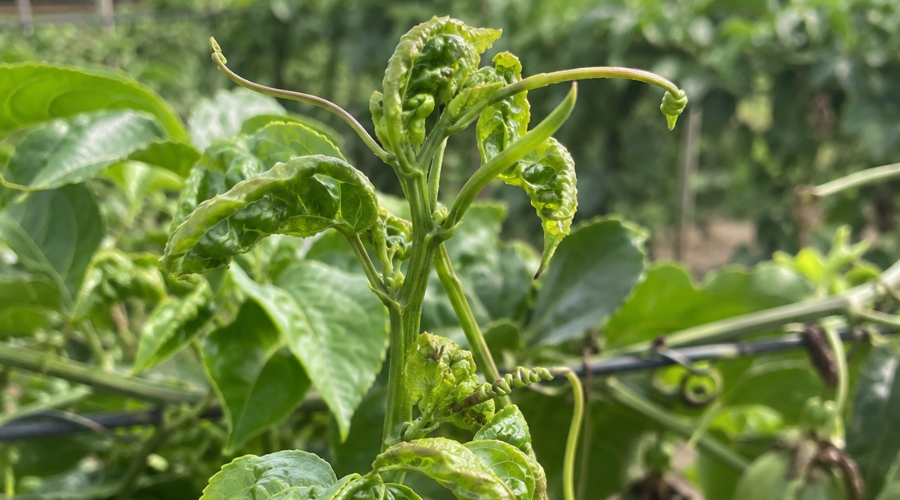 Chanh dây xoăn đọt và 5 nguyên nhân thường gặp