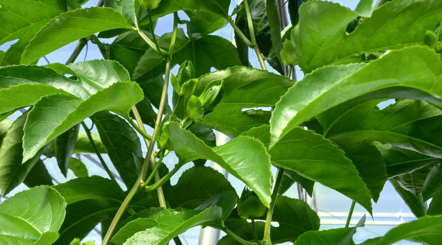 Chanh dây xoăn đọt và 5 nguyên nhân thường gặp