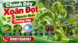 Chanh dây xoăn đọt và 5 nguyên nhân thường gặp