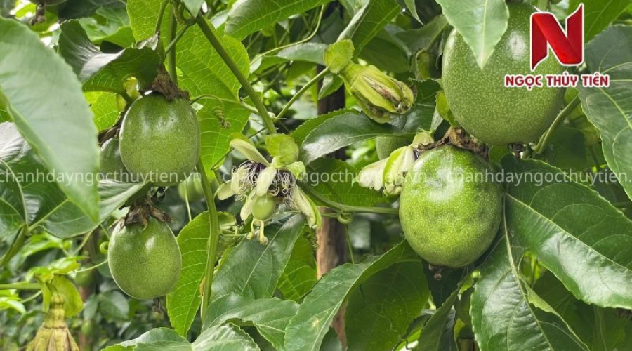 Bệnh đốm nâu chanh dây trên lá cần nhận biết sớm