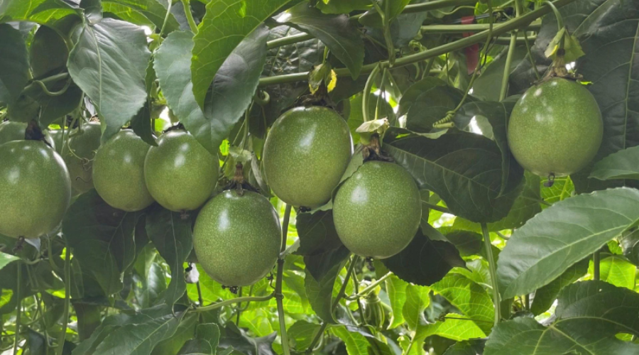 Giai đoạn làm trái chanh dây cần chăm sóc như thế nào