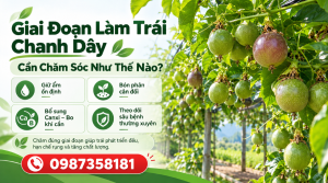 Giai đoạn làm trái chanh dây cần chăm sóc như thế nào